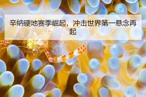 辛纳硬地赛季崛起，冲击世界第一悬念再起